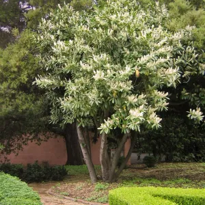 English Laurel