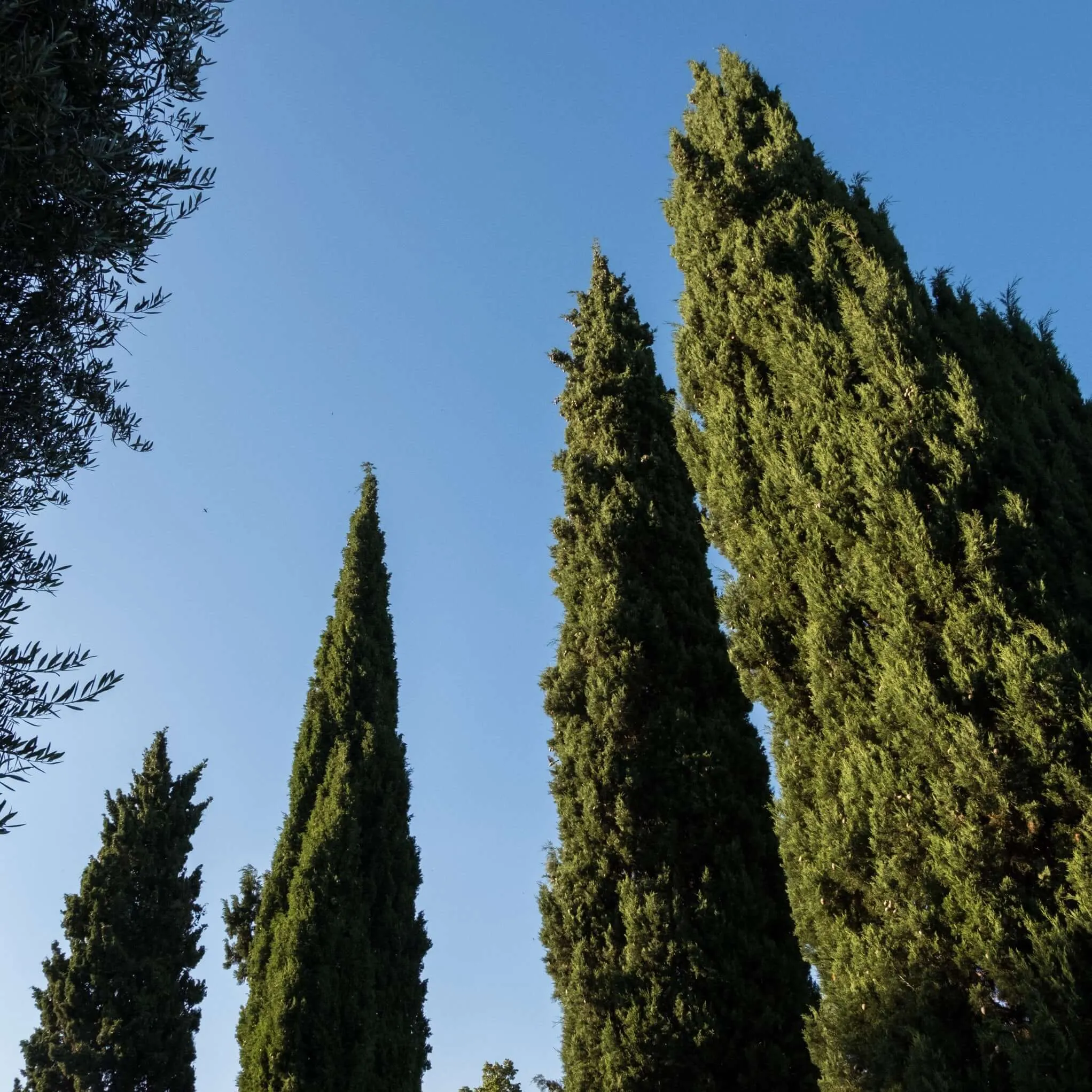 Italian Cypress